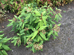 Picture of Viburnum